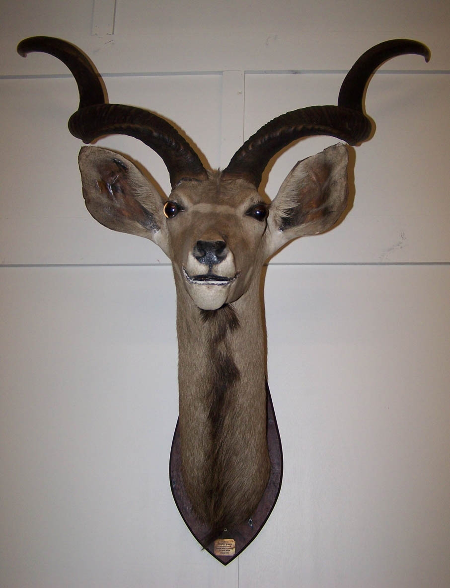 Image of Kudu Head mounted on wooden shield