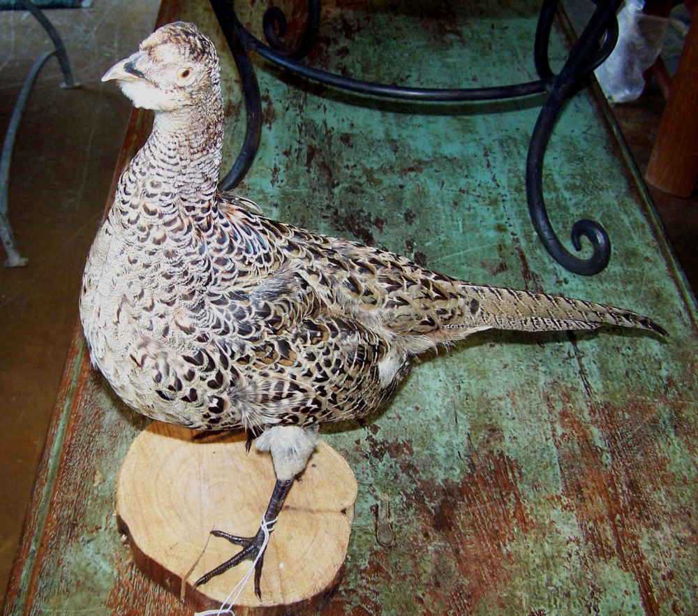 Image of Taxidermy female pheasant