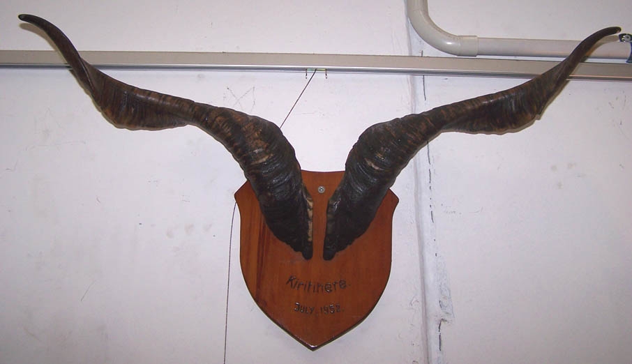 Image of Goats Horns mounted