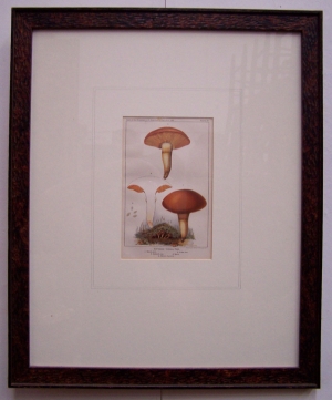 Image of Botanical Lithograph Mushrooms (Cortinarius)