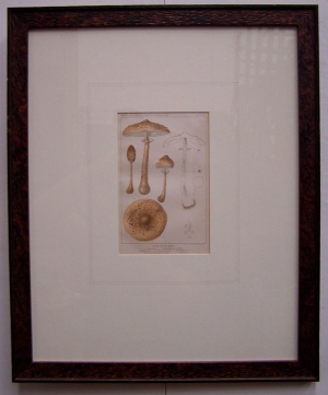 Image of Botanical Lithograph Mushrooms (Lepiota )